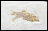 Bargain Multiple Knightia Fossil Fish Plate - x #41063-1